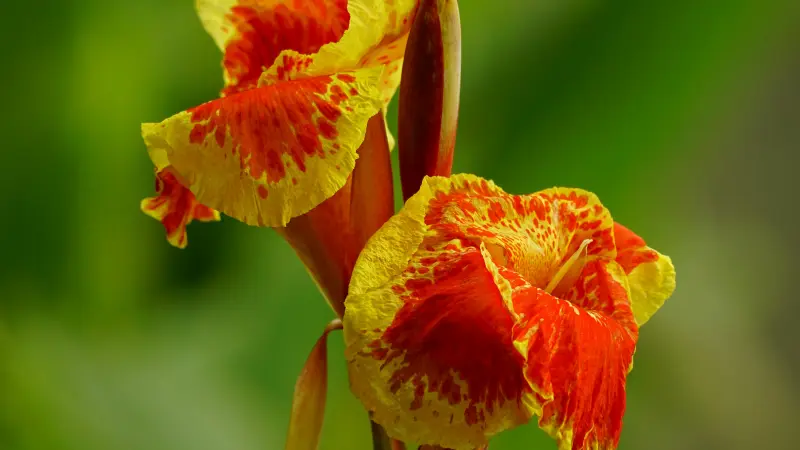 Two yellow and red-speckled Indian Shot flowers against a green backdrop.