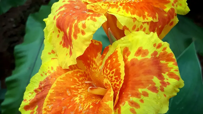 Yellow and orange Indian Shot flowers with red-speckled patterns.