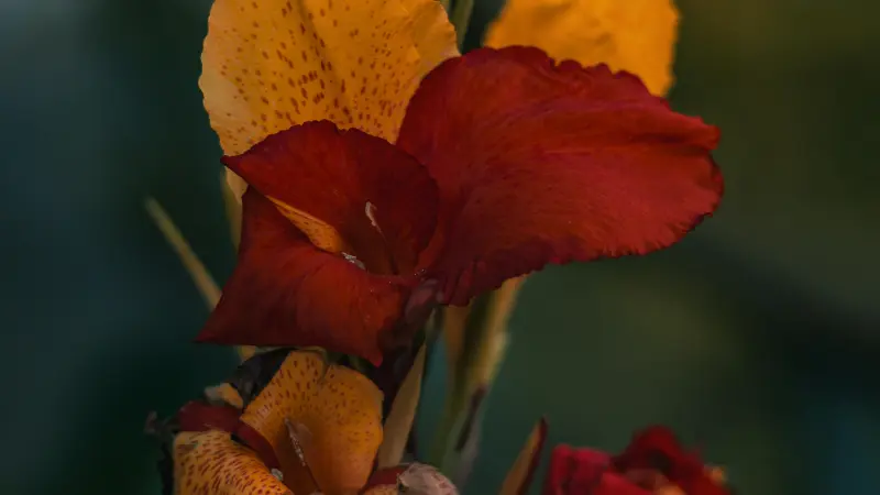 Deep red Indian Shot flower paired with yellow-orange blooms.