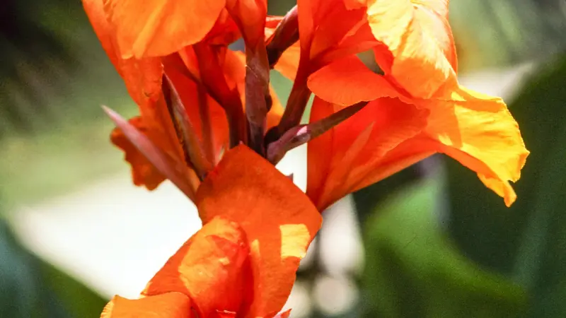 Bunch of orange Indian Shot flowers blooming together on one stem.
