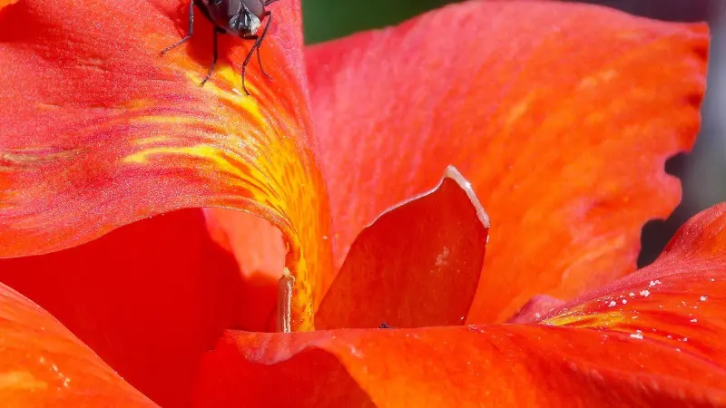 Red Indian Shot flower petal with a small fly resting on it.