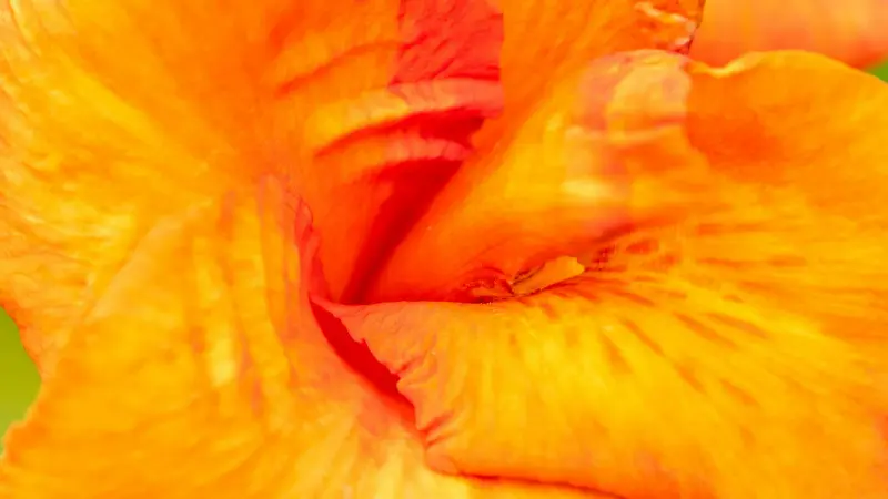 Extreme close-up of orange and red Indian Shot flower petal texture.