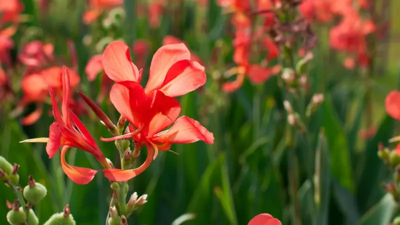 Bright red Indian Shot flowers blooming in a garden bed.