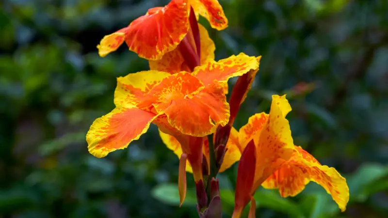 Cluster of orange and yellow Indian Shot flowers in bloom.
