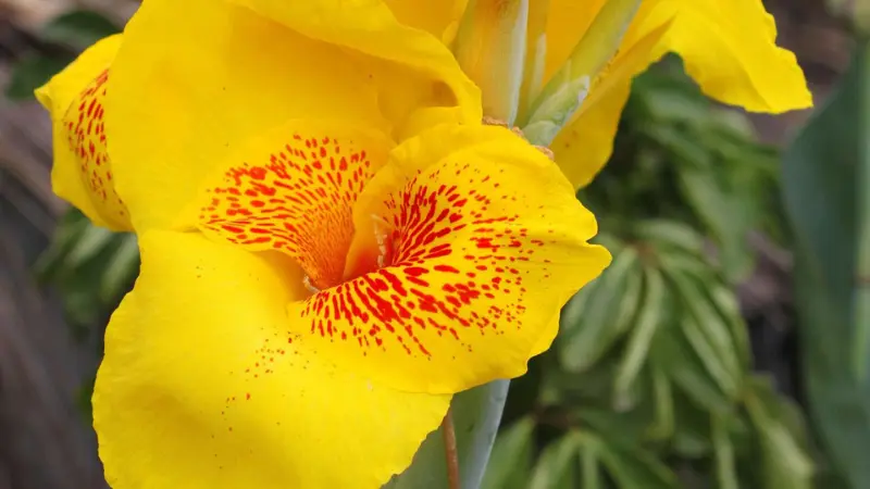 Bright yellow Indian Shot flower with a red-speckled throat in close-up.