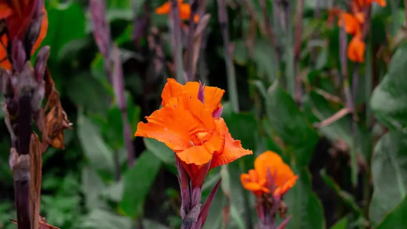 Bright orange Indian Shot flower blooming among purple-tinted stems.
