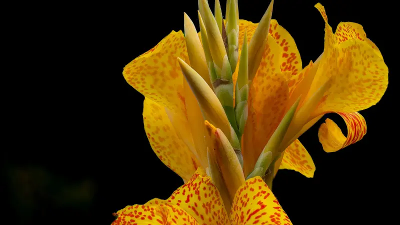 Yellow and red-speckled Indian Shot flower bud opening against a black background.