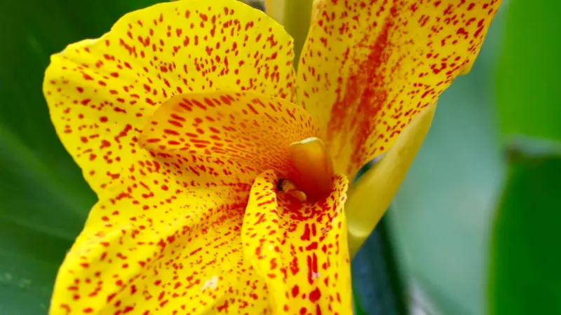 Yellow Indian Shot flower densely covered in red speckles.