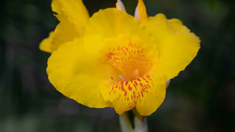 Fully bloomed bright yellow Indian Shot flower with an orange-red throat.