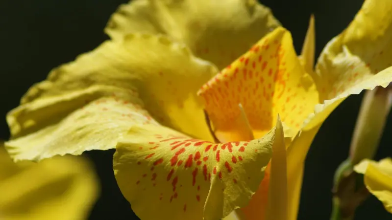Pale yellow Indian Shot flower with red dotted markings in shadow.