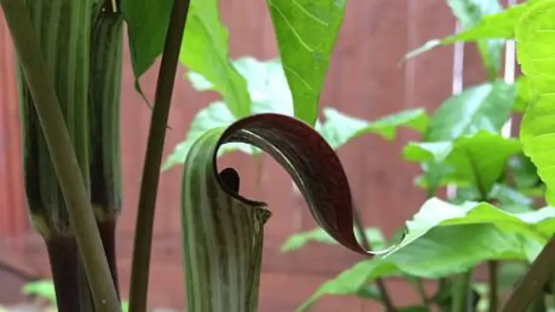 Indian Turnip flower with a curled maroon hood near a wooden fence.