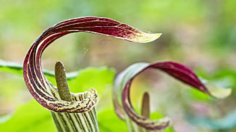 Two maroon-striped Indian Turnip flowers curling in sunlight.