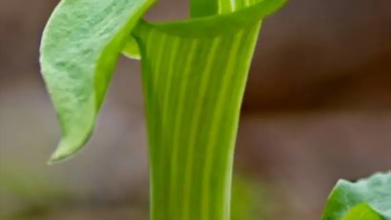 Tall green Indian Turnip flower with vertical white stripes.