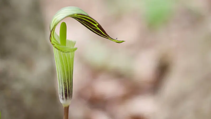 Young green Indian Turnip flower bud emerging on the forest floor.