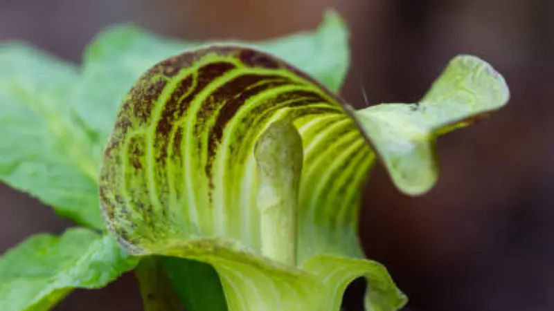 Macro shot of a green and maroon striped Indian Turnip flower spathe hood.