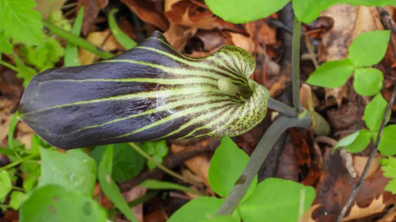 Top view of a dark purple and green striped Indian Turnip flower bloom.