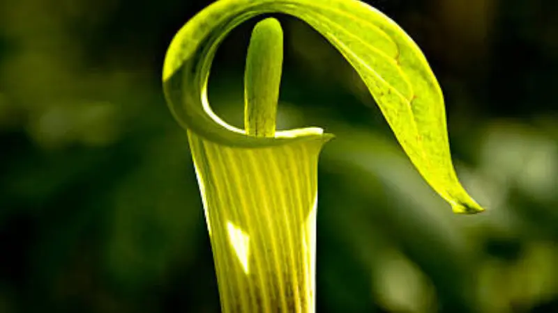 Green Indian Turnip flower with a curled hood-like spathe.
