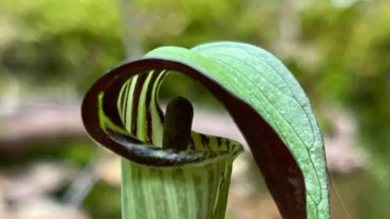 Green curled hood of an Indian Turnip flower with a dark striped interior.
