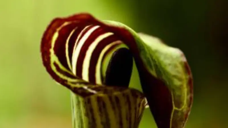 Burgundy and cream striped Indian Turnip flower in close detail.