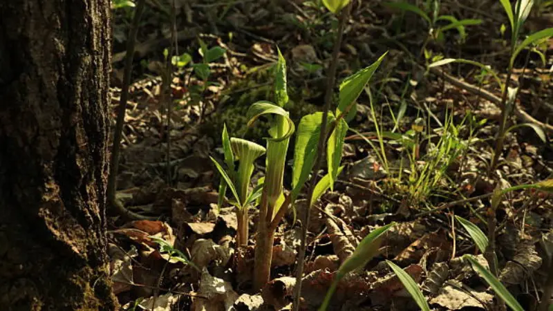 Young Indian Turnip shoots sprouting on a sunlit forest floor.