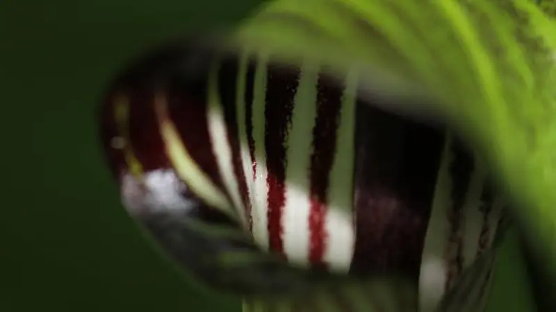 Extreme close-up of a maroon and white striped Indian Turnip flower curl.