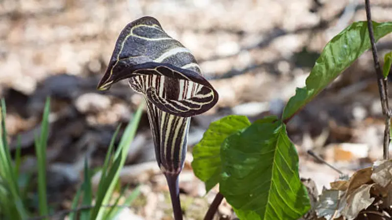 Sunlit dark striped Indian Turnip flower with a curled spathe.