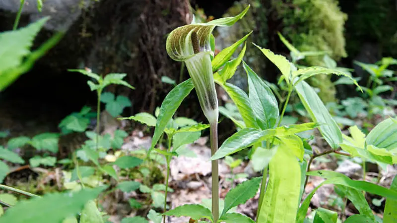 Indian Turnip plant growing among forest undergrowth with a mature Indian Turnip flower.