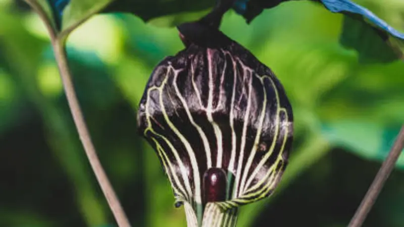 Close-up of a dark purple and white-veined Indian Turnip flower hood.