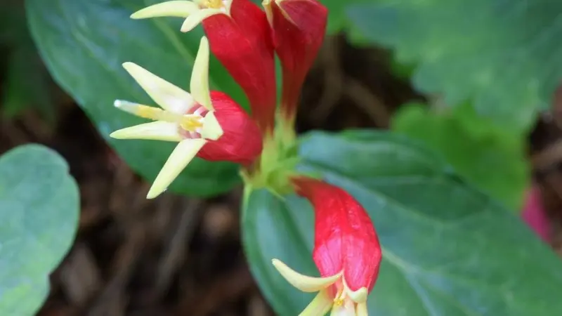 Fully open Indian Pink flowers revealing yellow interiors and stamens.