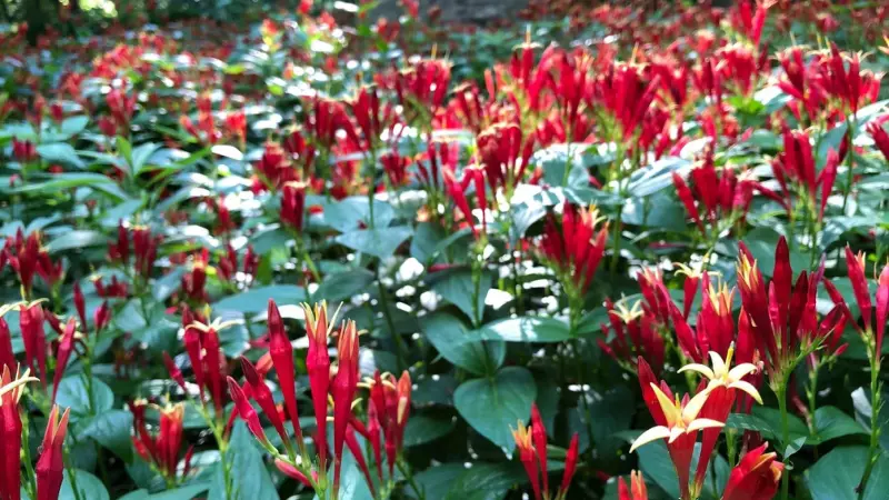 Large field of Indian Pink flowers in full bloom.