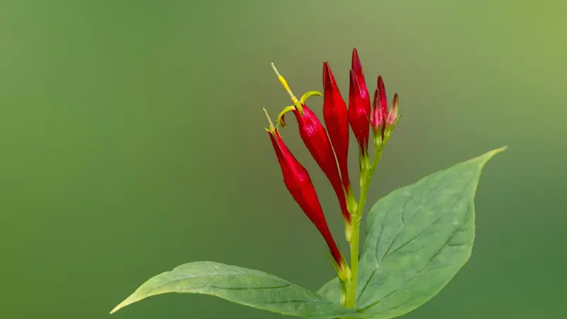 Single Indian Pink flower stem with red buds against a clean green background.