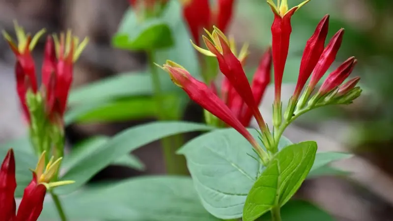 Multiple Indian Pink flower buds in various stages of opening.