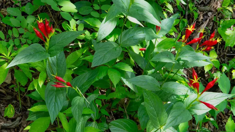 Indian Pink plants growing naturally in a shaded woodland setting.