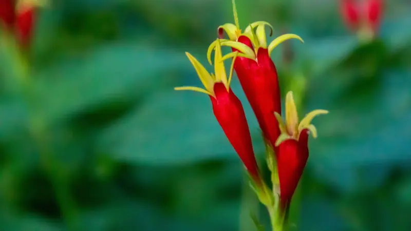 Cluster of red Indian Pink flower buds with yellow tips on a single stem.