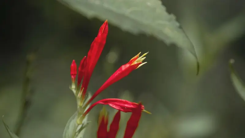 Two red Indian Pink flower buds against a blurred green background.
