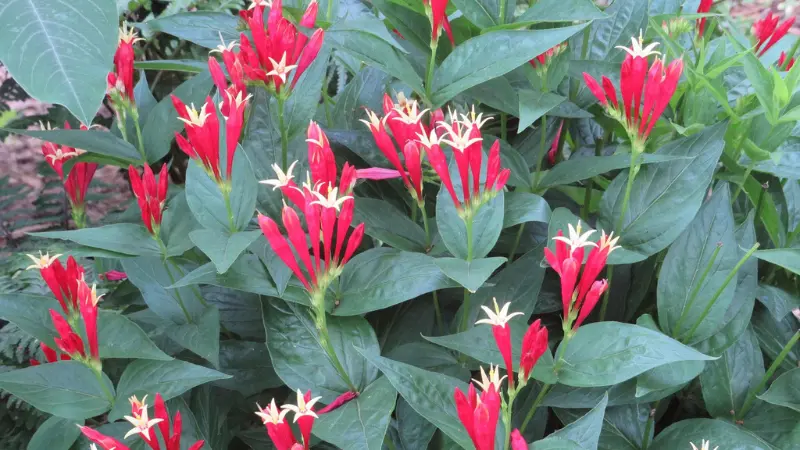 Mass planting of Indian Pink flowers with red and yellow blooms.
