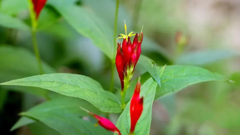 Single Indian Pink flower bud with a red tube and yellow tip among green leaves.