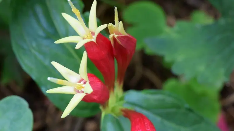 Close-up of Indian Pink flowers showing red petals and yellow stamens.