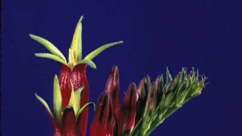 Indian Pink flower and buds against a deep blue background.