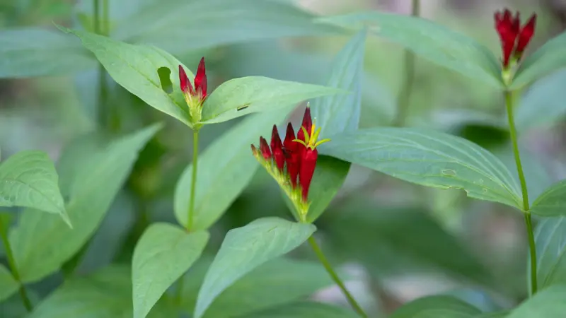 Two Indian Pink flower stems with red buds in filtered forest light.