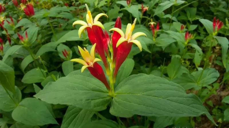 Indian Pink plant with fully open red and yellow star-shaped Indian Pink flowers.