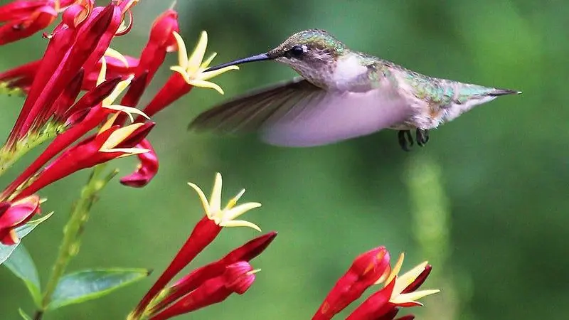 Hummingbird hovering beside red Indian Pink flowers.