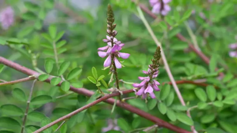 Indigofera plant with lavender Indigofera flower spikes on reddish-brown woody stems.