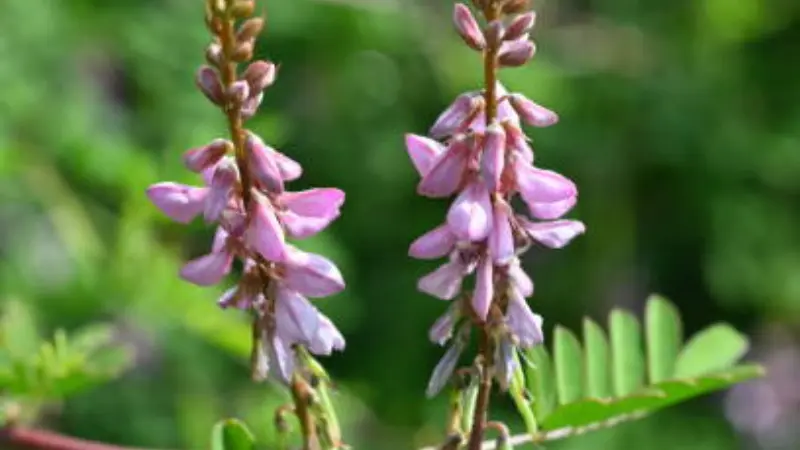 Two pale pink Indigofera flower spikes side by side.