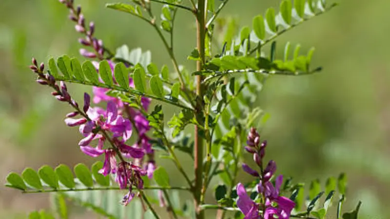 Indigofera shrub with bright purple-pink Indigofera flowers and compound leaves.