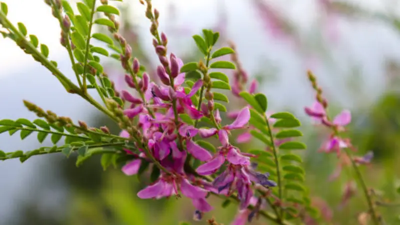 Indigofera branch with multiple pink-purple Indigofera flower spikes and feathery leaves.