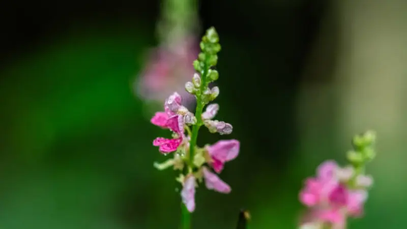 Pink Indigofera flower spike covered in water droplets.