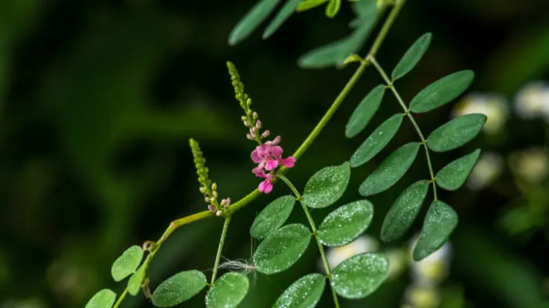 Single pink Indigofera flower among pinnate green leaves with water droplets.