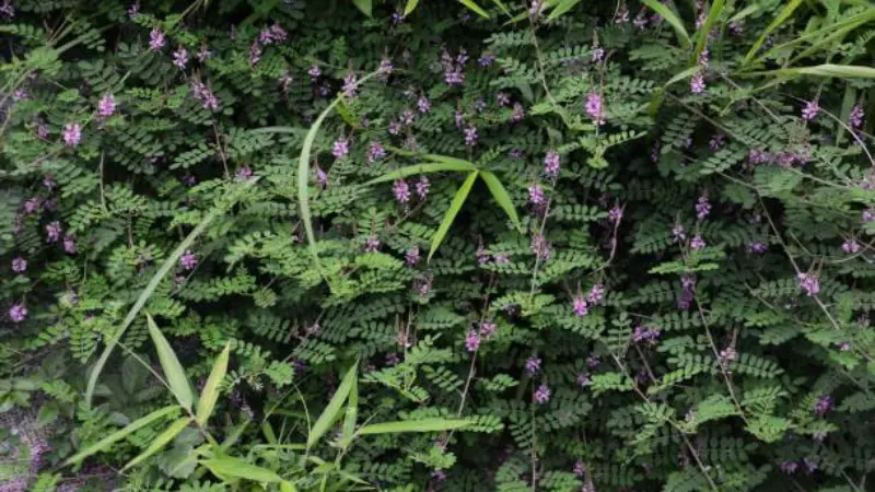 Dense carpet of Indigofera plants with small purple Indigofera flowers and grass.