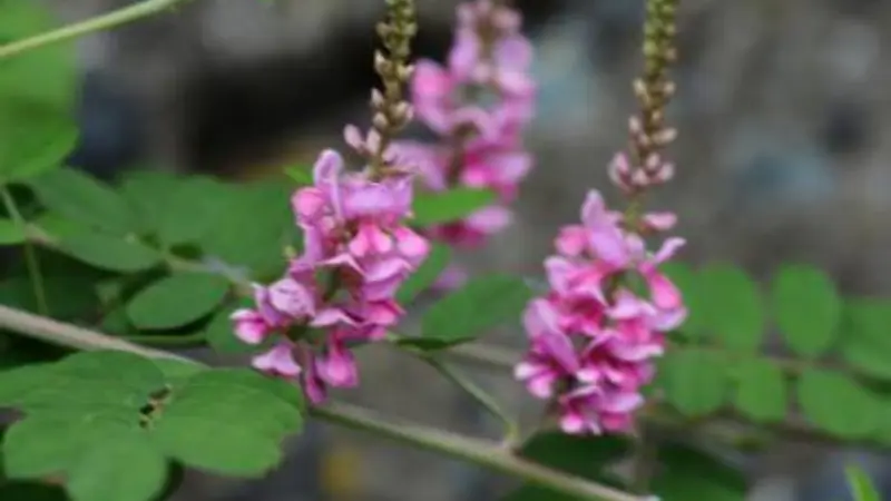 Three pink Indigofera flower spikes in close-up detail.